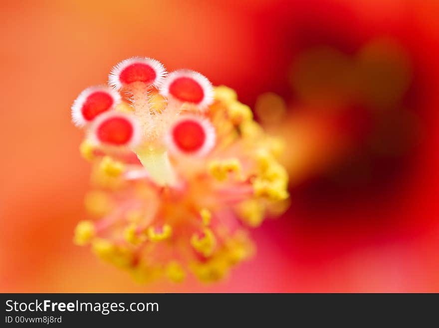 A close-up of inner world of a hibiscus, with the furry buds of the stigmata. A close-up of inner world of a hibiscus, with the furry buds of the stigmata.