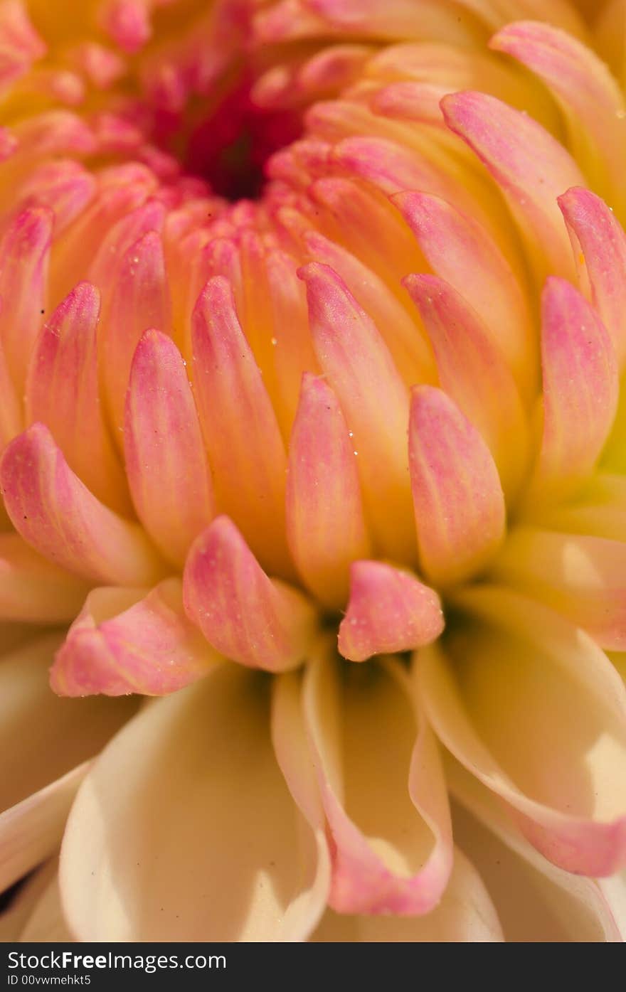 Pinkish Chrysanthemum Series10