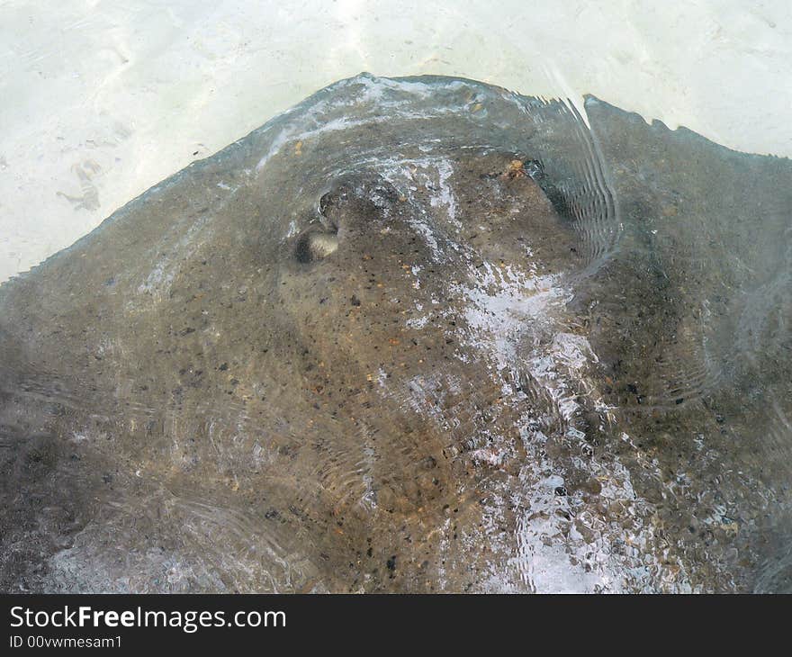 Stingray Close-up