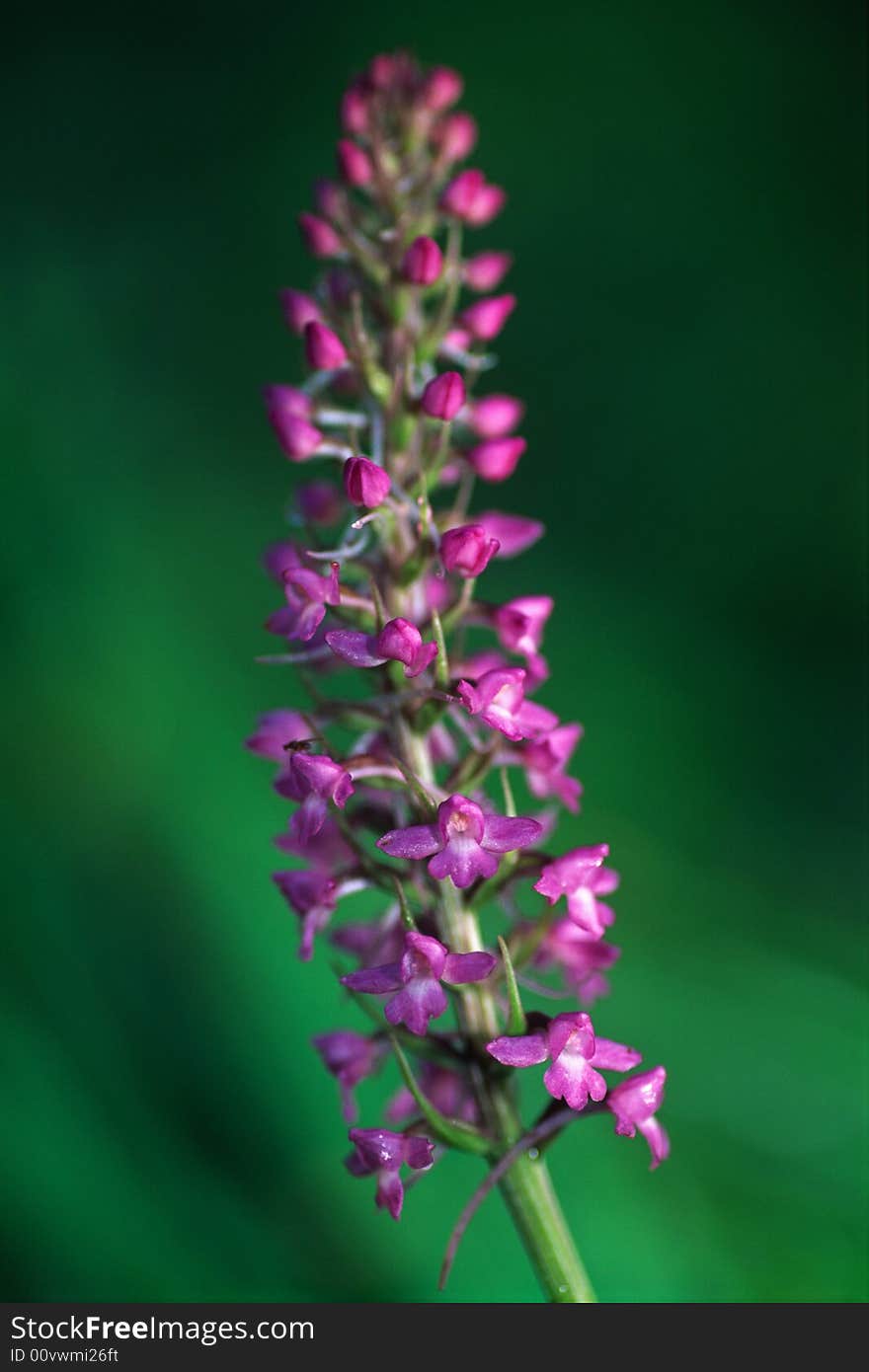 Beautiful orchid flower with green background