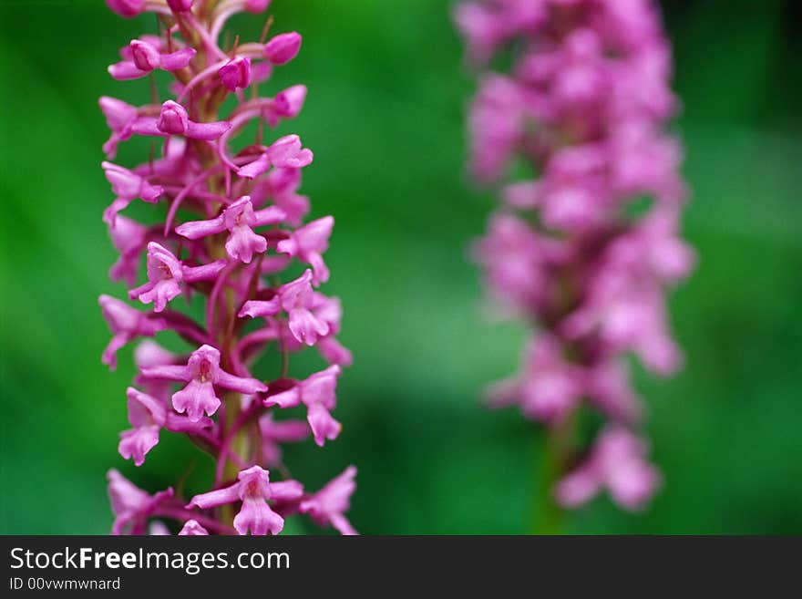 Close-up of orchid flower with green background