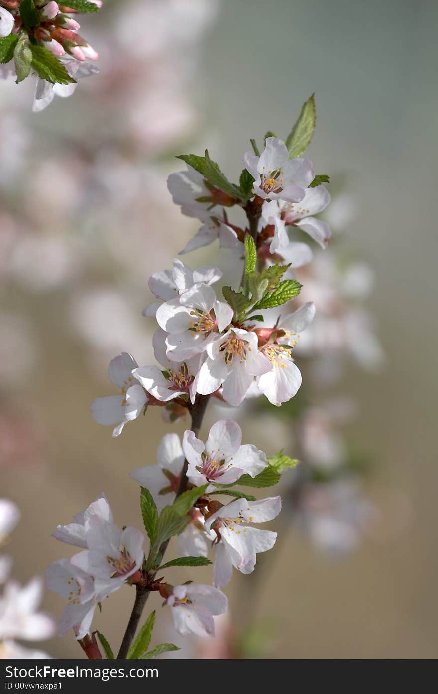 Blossoming branch