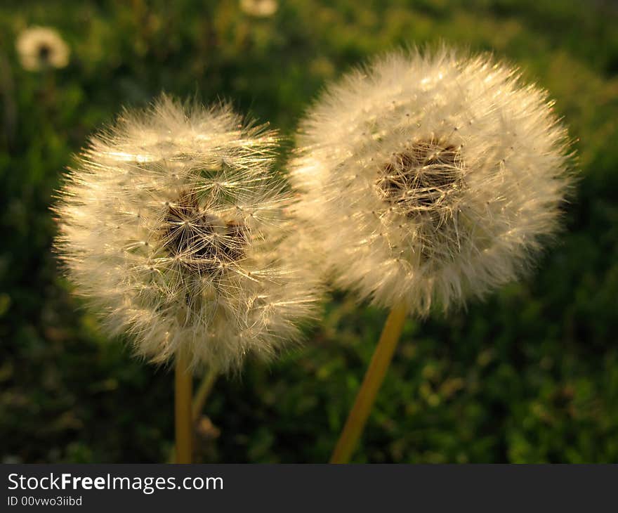 Photo of pair of spring dandelions. Photo of pair of spring dandelions.