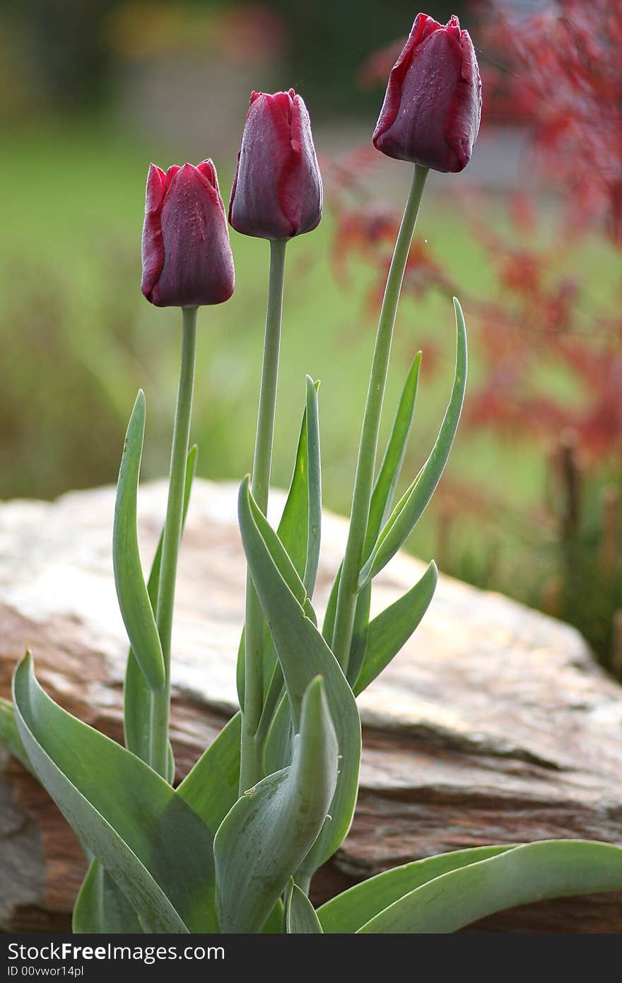Three dark red tulips in the garden