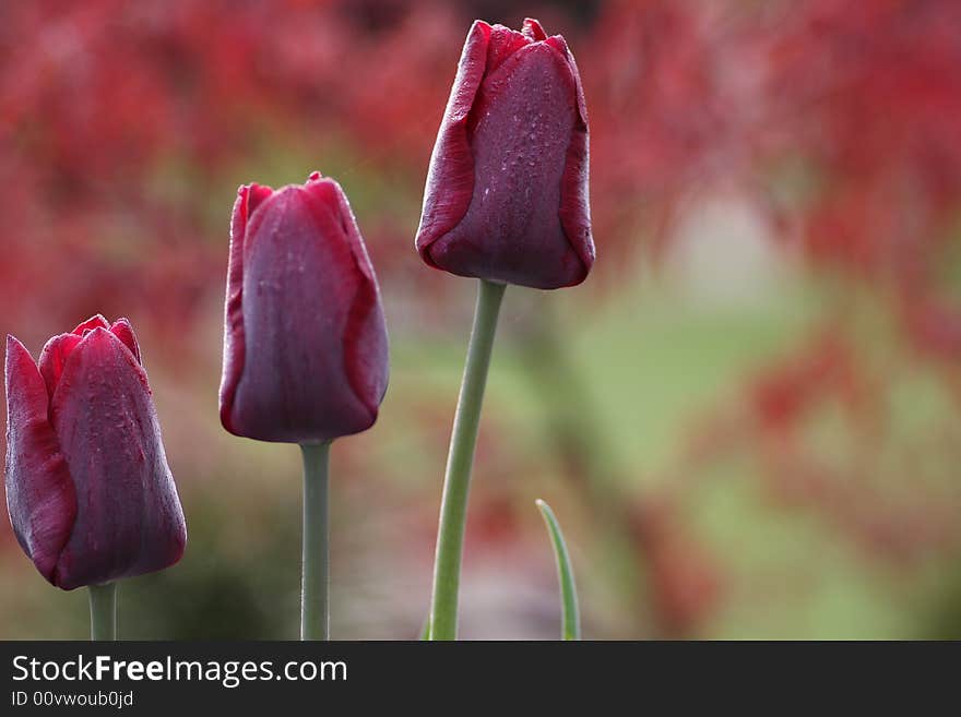 Three dark red tulips in the garden with some morning dew