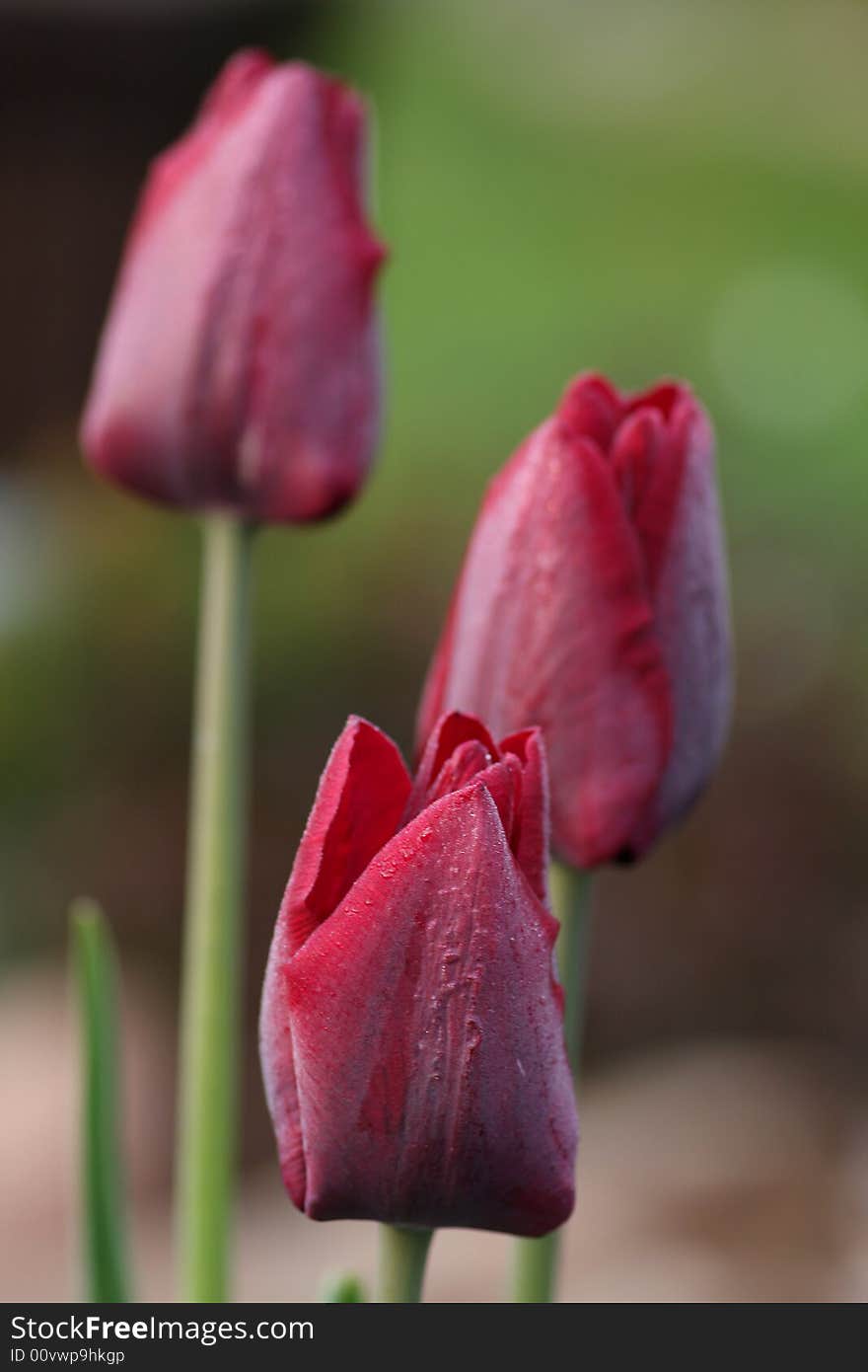 Dark Red Tulips