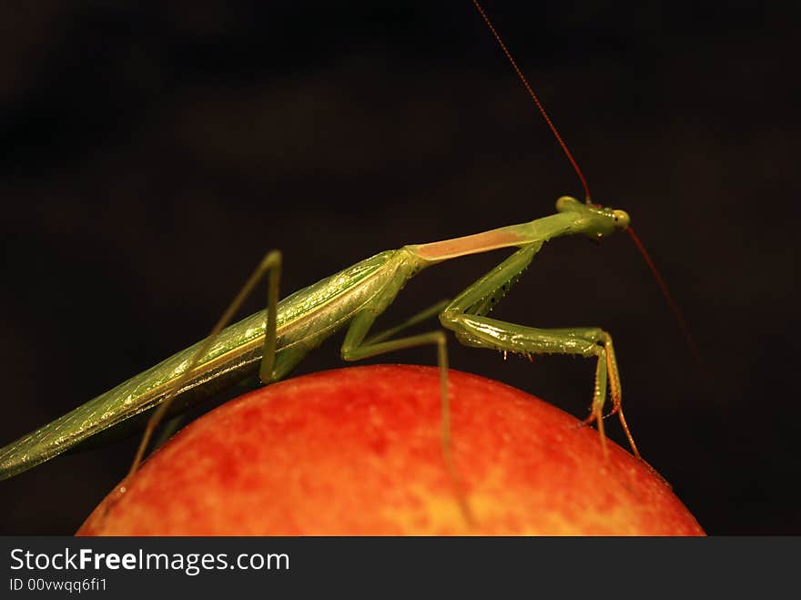 Praying Mantis on an apple