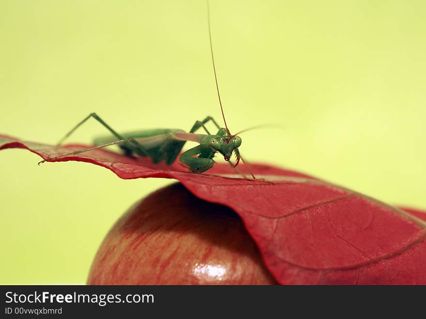 Green Praying Mantis on a red leaf and apple. Green Praying Mantis on a red leaf and apple