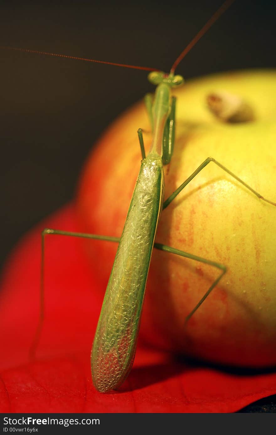 Praying Mantis wings