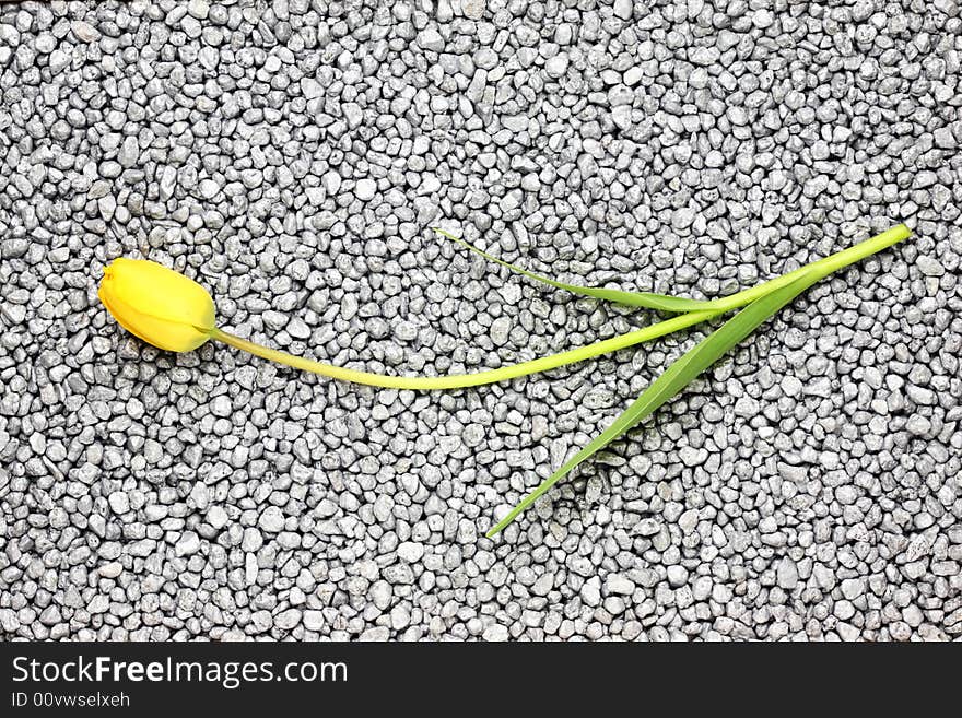 Yellow tulip on a silver background. Yellow tulip on a silver background.