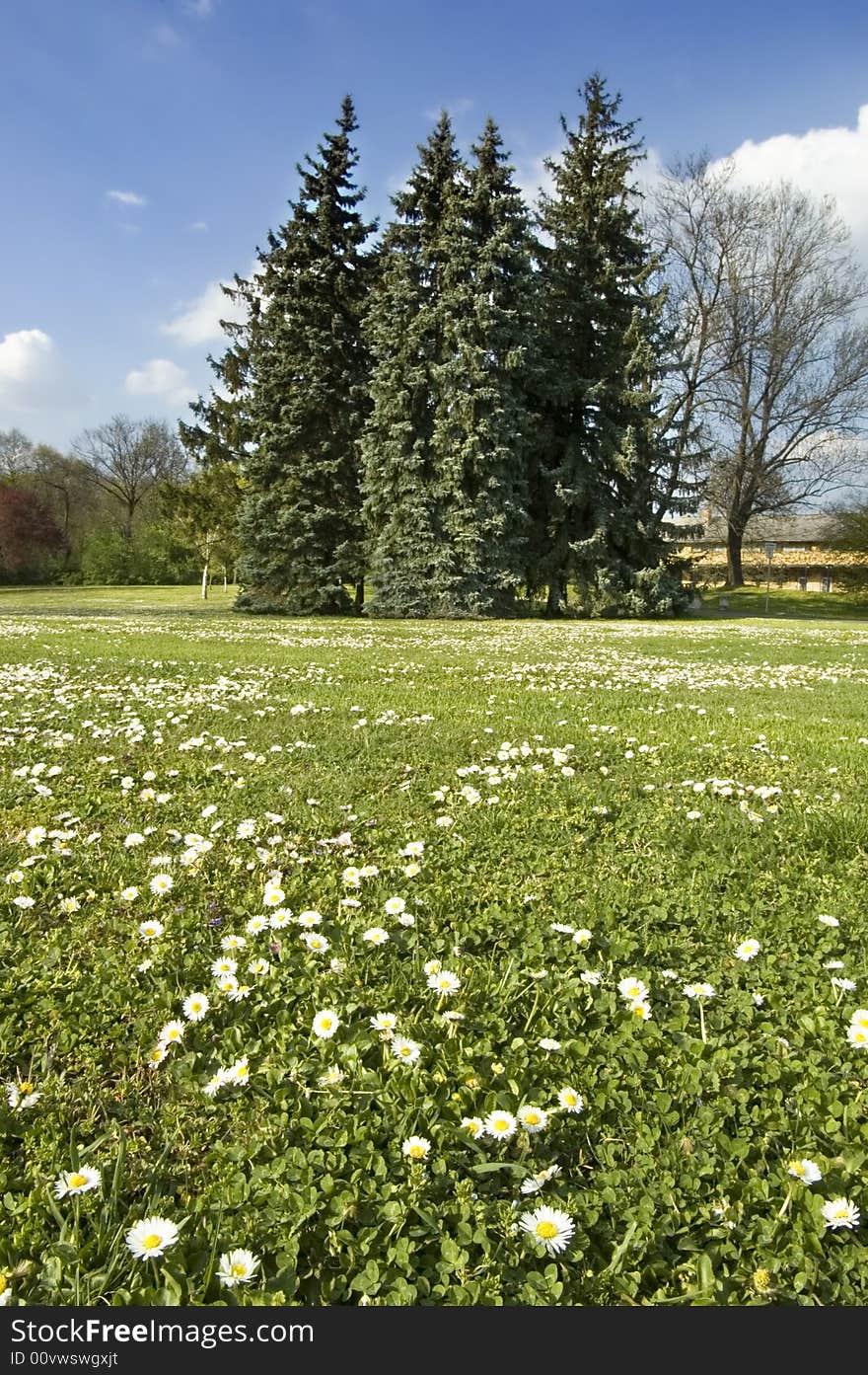 Spring landscape