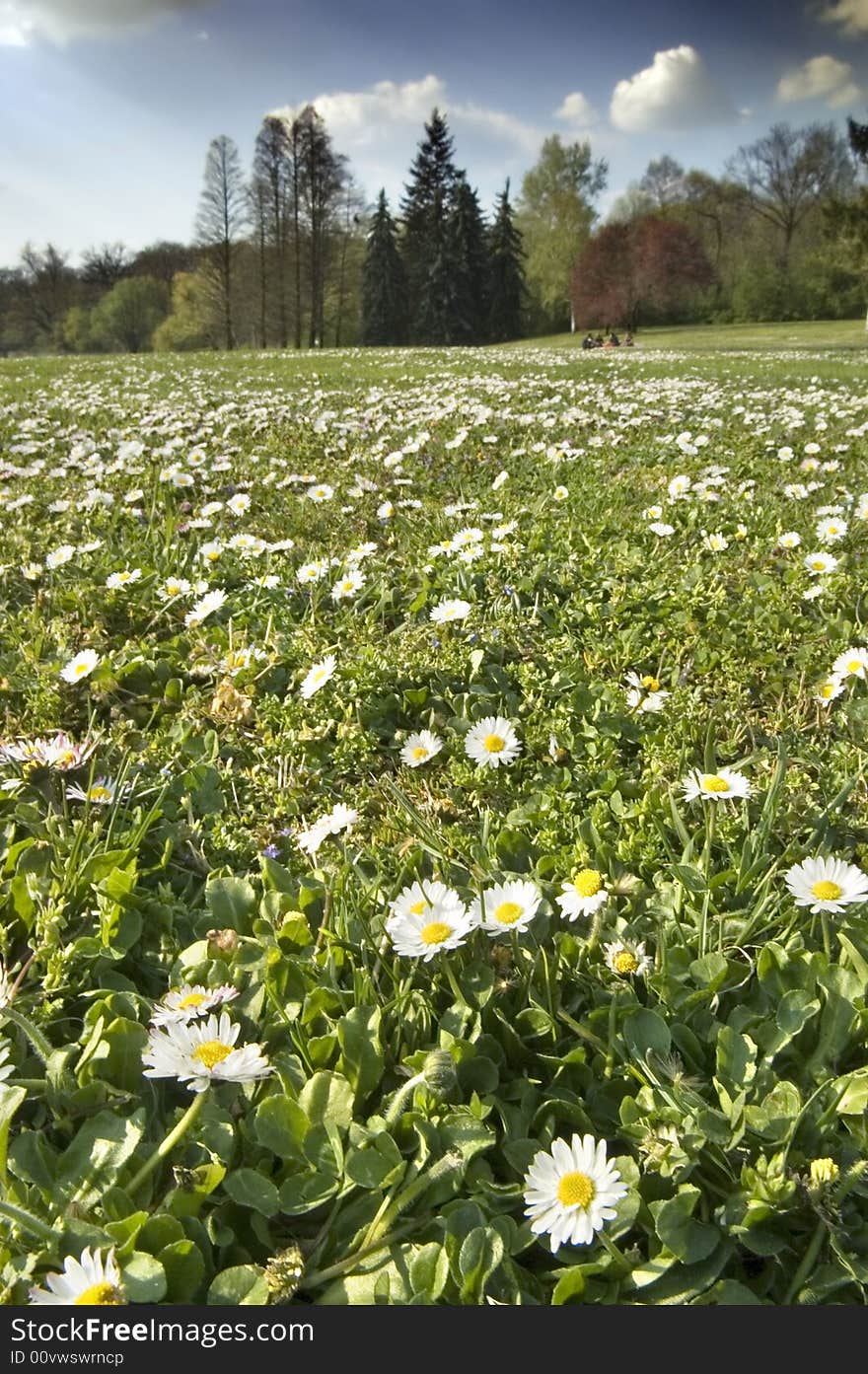 Spring landscape with white flower meadow and stormy clouds