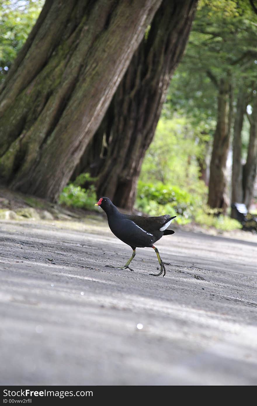 Wild bird crossing a stoned road. Wild bird crossing a stoned road