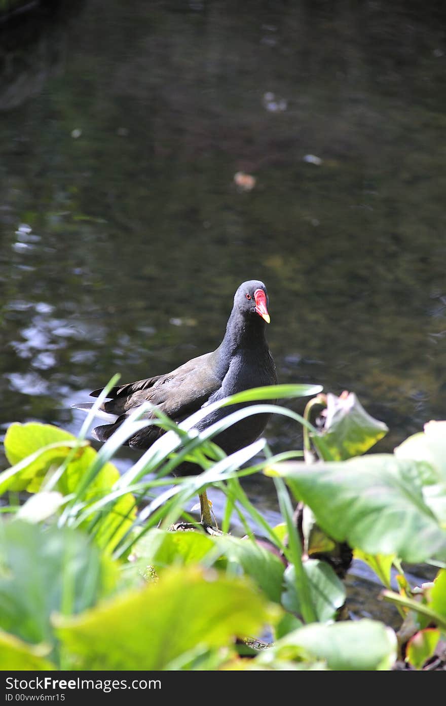 Wild Bird by the pond in a park