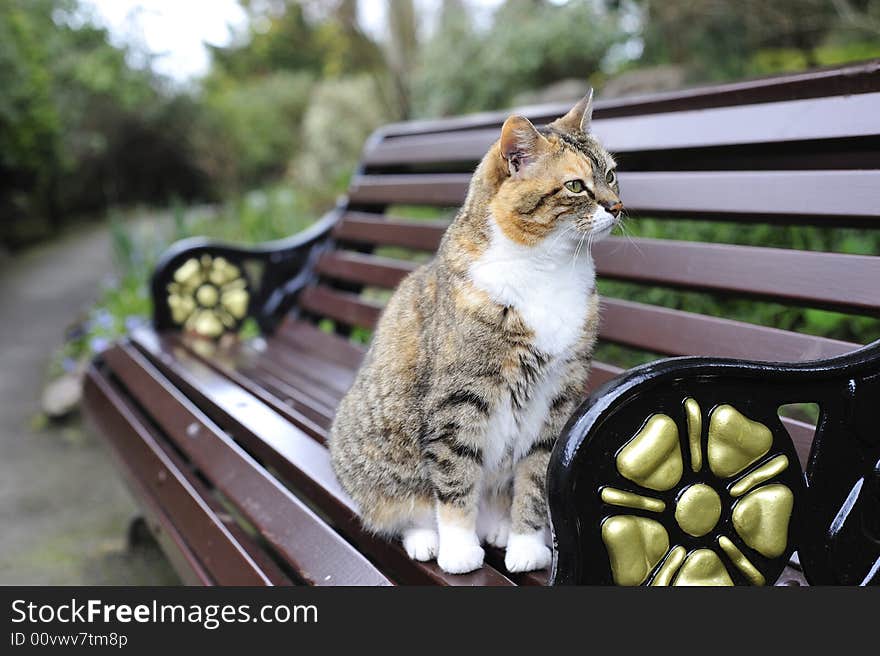 Tabby Cat on park bench