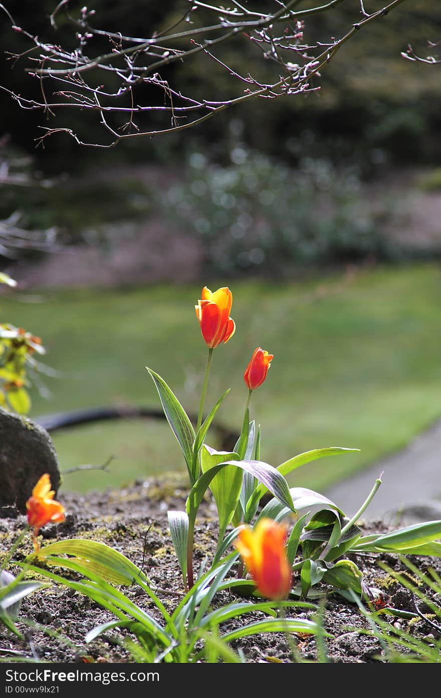 Orange Tulips standing tall in park at spring time. Orange Tulips standing tall in park at spring time