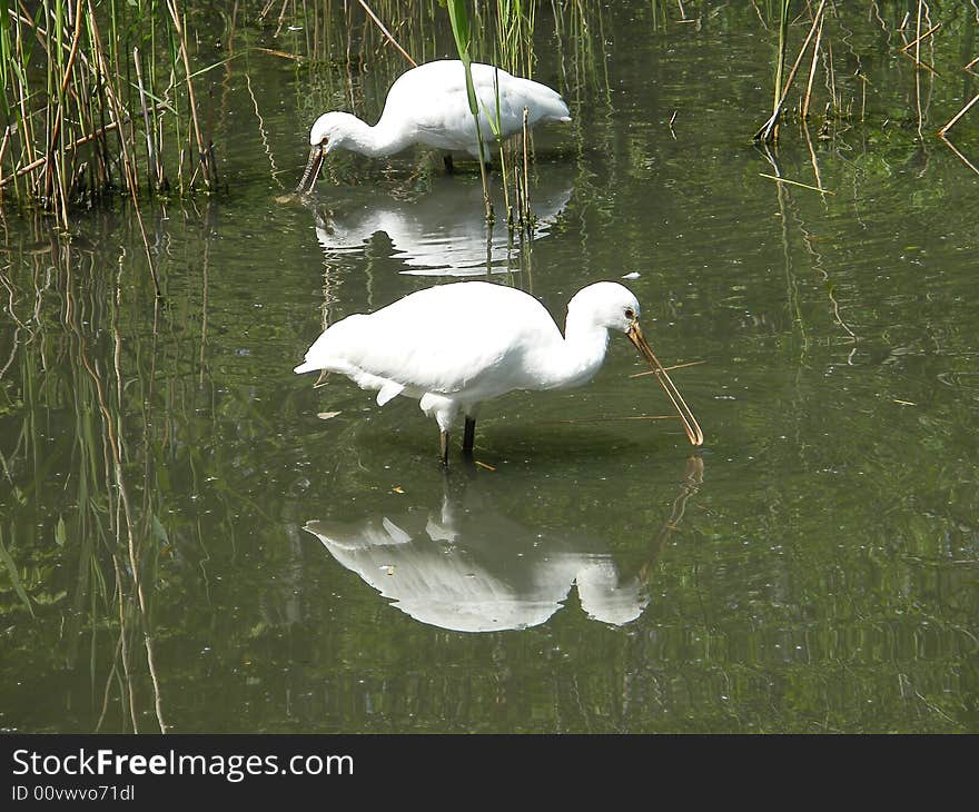 Common Spoonbills