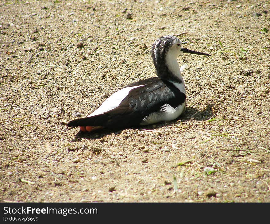 Black-winged Stilt 2