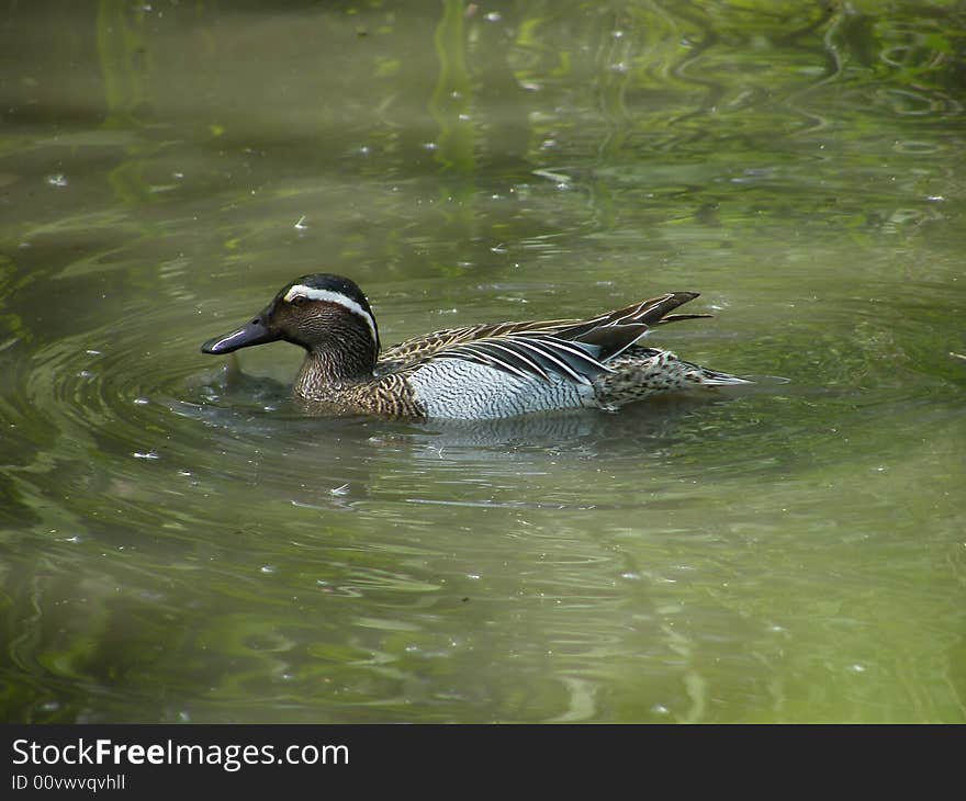 Canada Goose