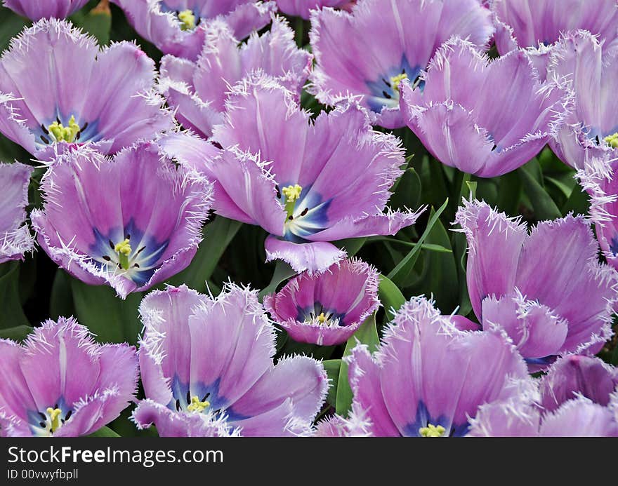 Open purple tulips