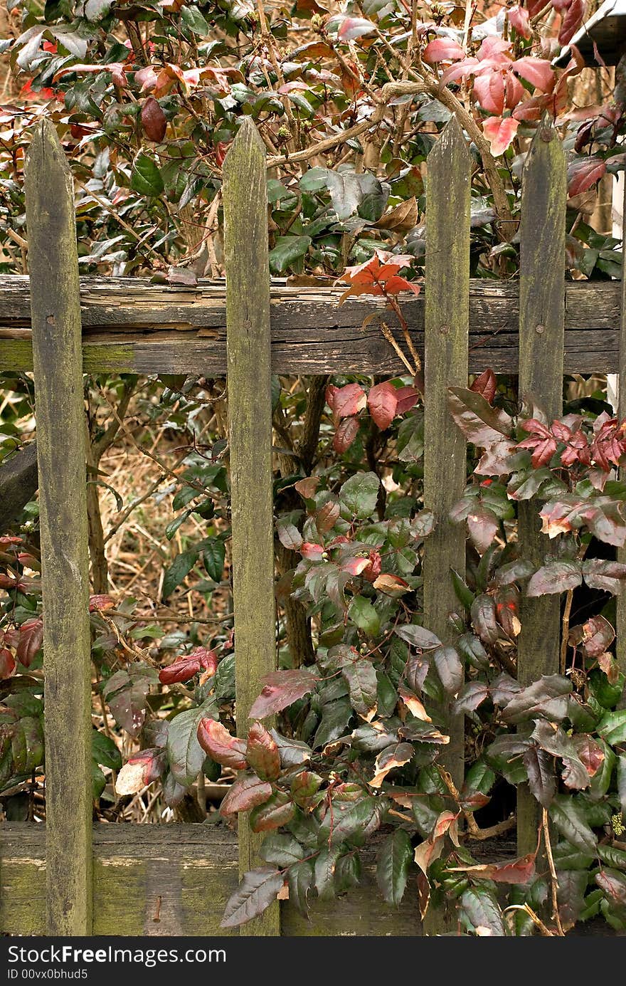 Fence during fall