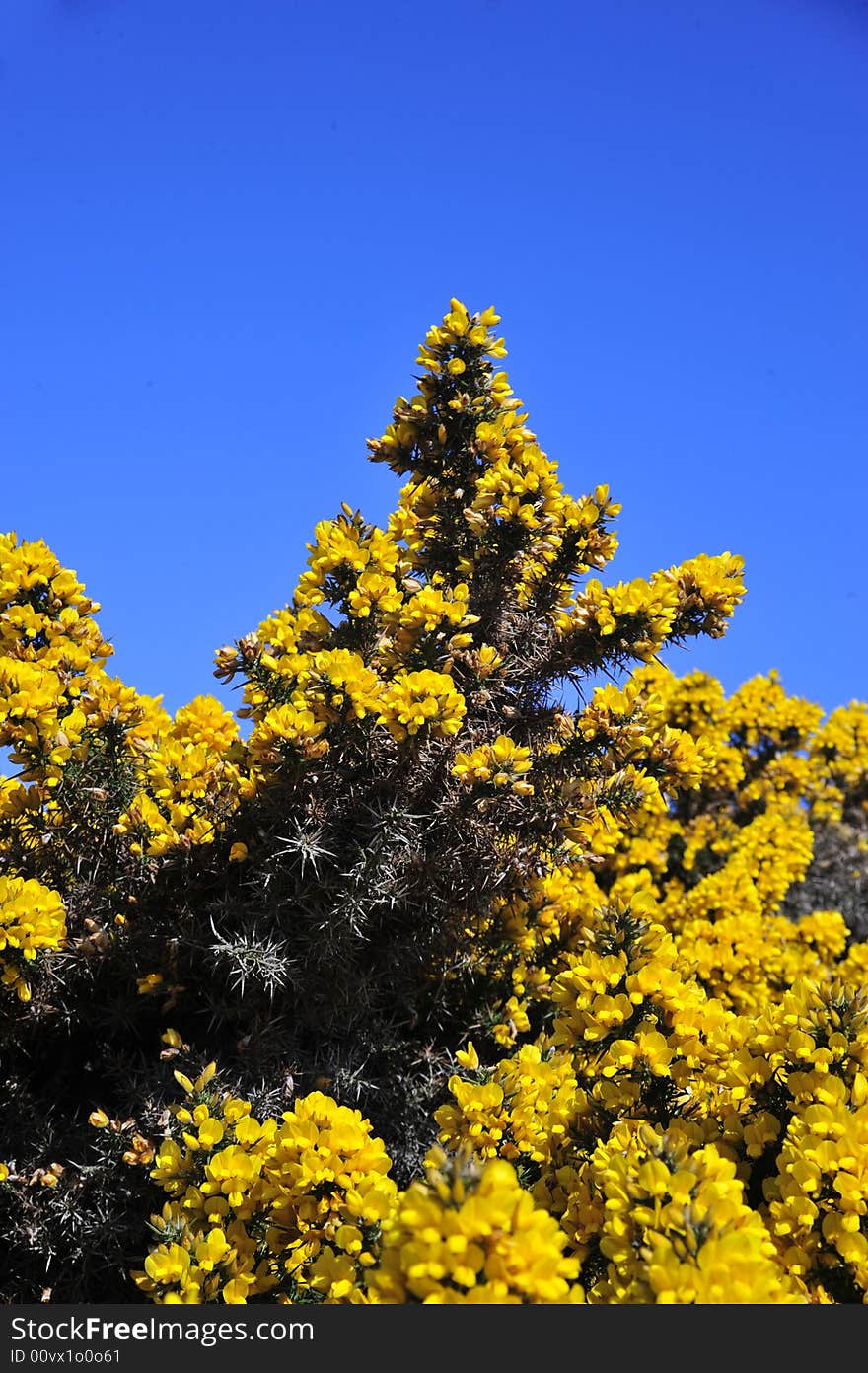 Tall Bracken bush, a beautiful bush that covers scotland and blue sky