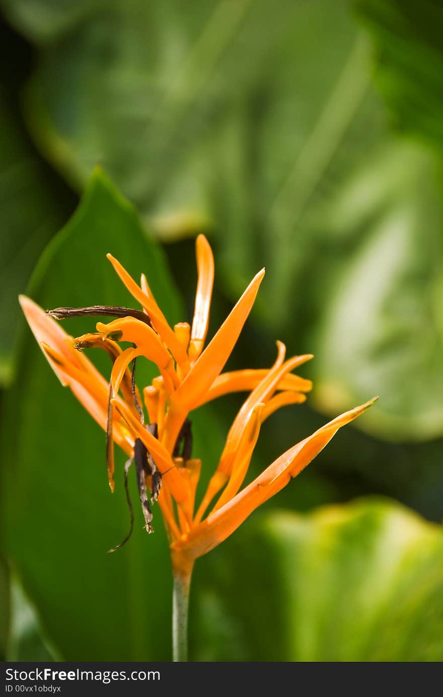 Tropical flower in a lush green jungle