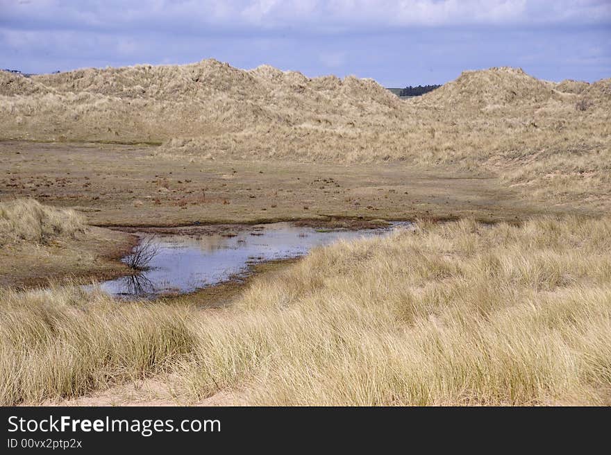 Marshy Sand Dunes