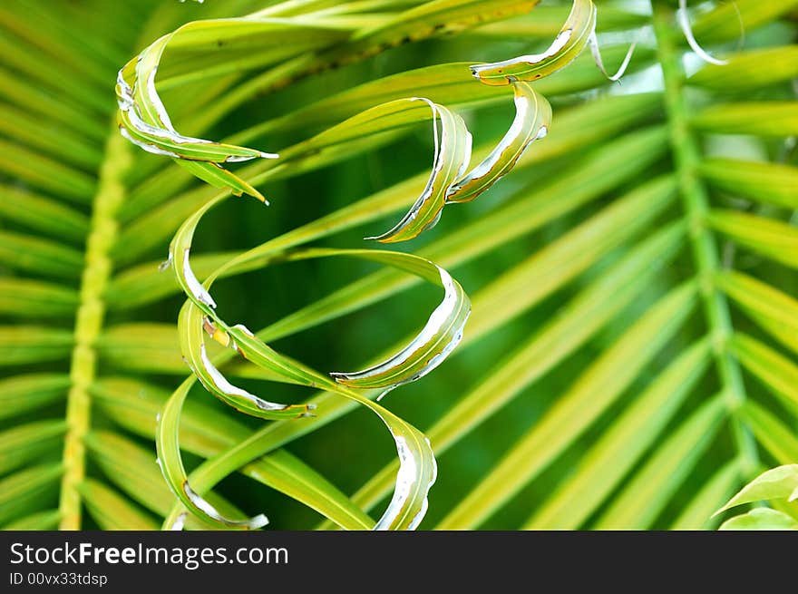 Green leaf in the Maldives