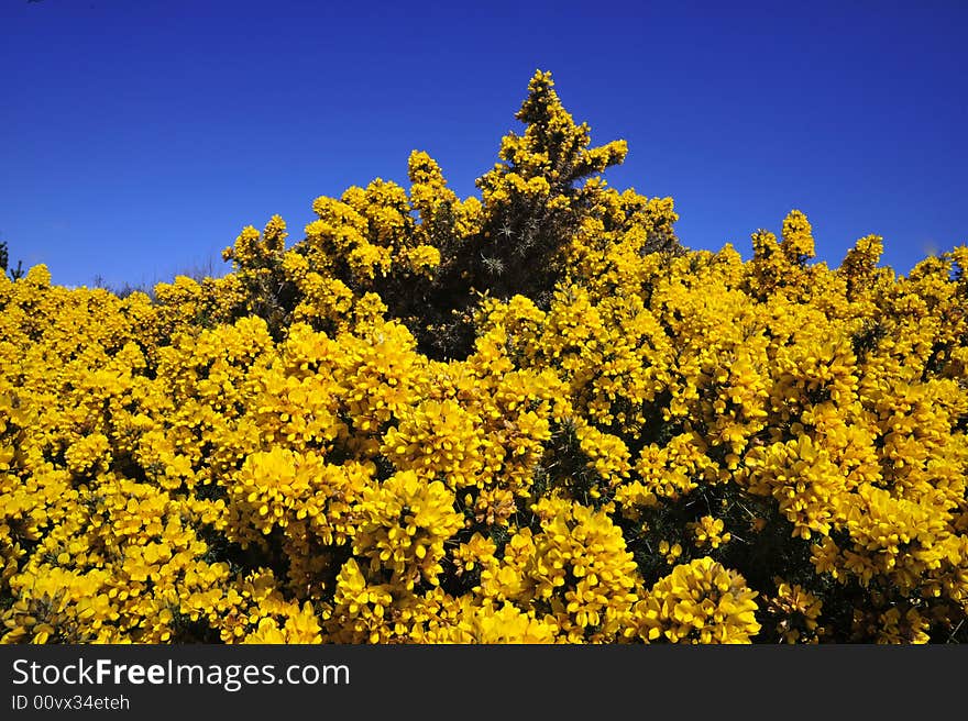 Large Bracken bush, a beautiful bush that covers scotland.