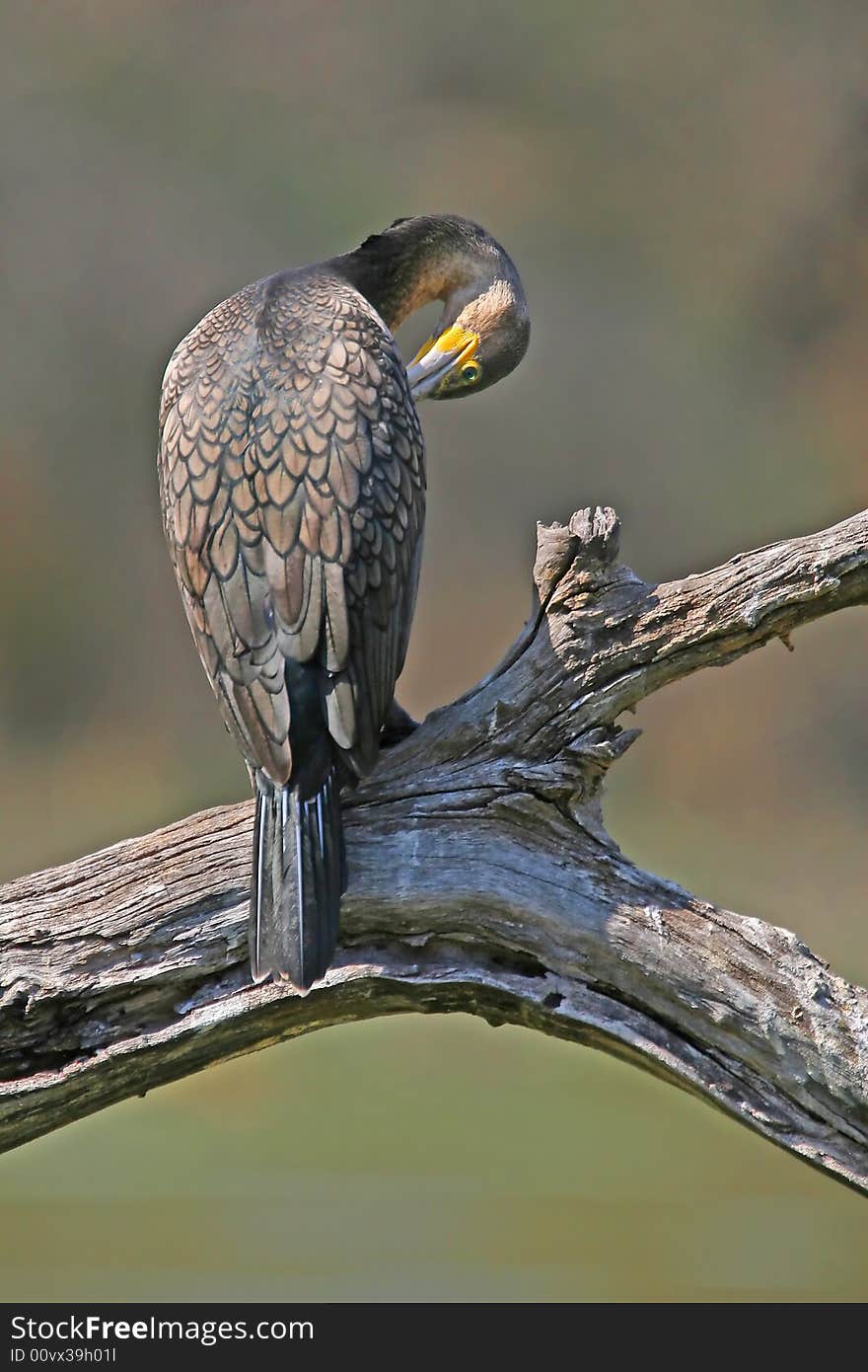 Cormorant