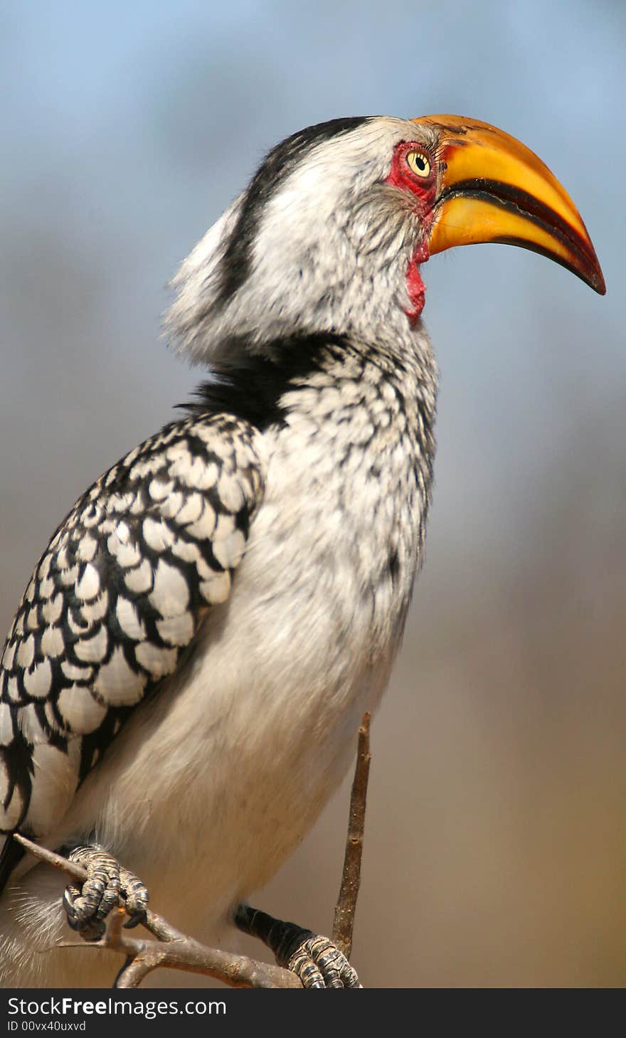 Yellow billed hornbill taken in the kruger national park south africa