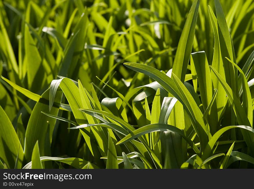 Green grass background