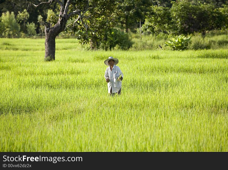 Work on the rice field