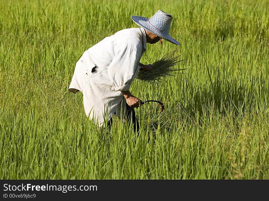 Work on the rice field in many rural areas in Asia