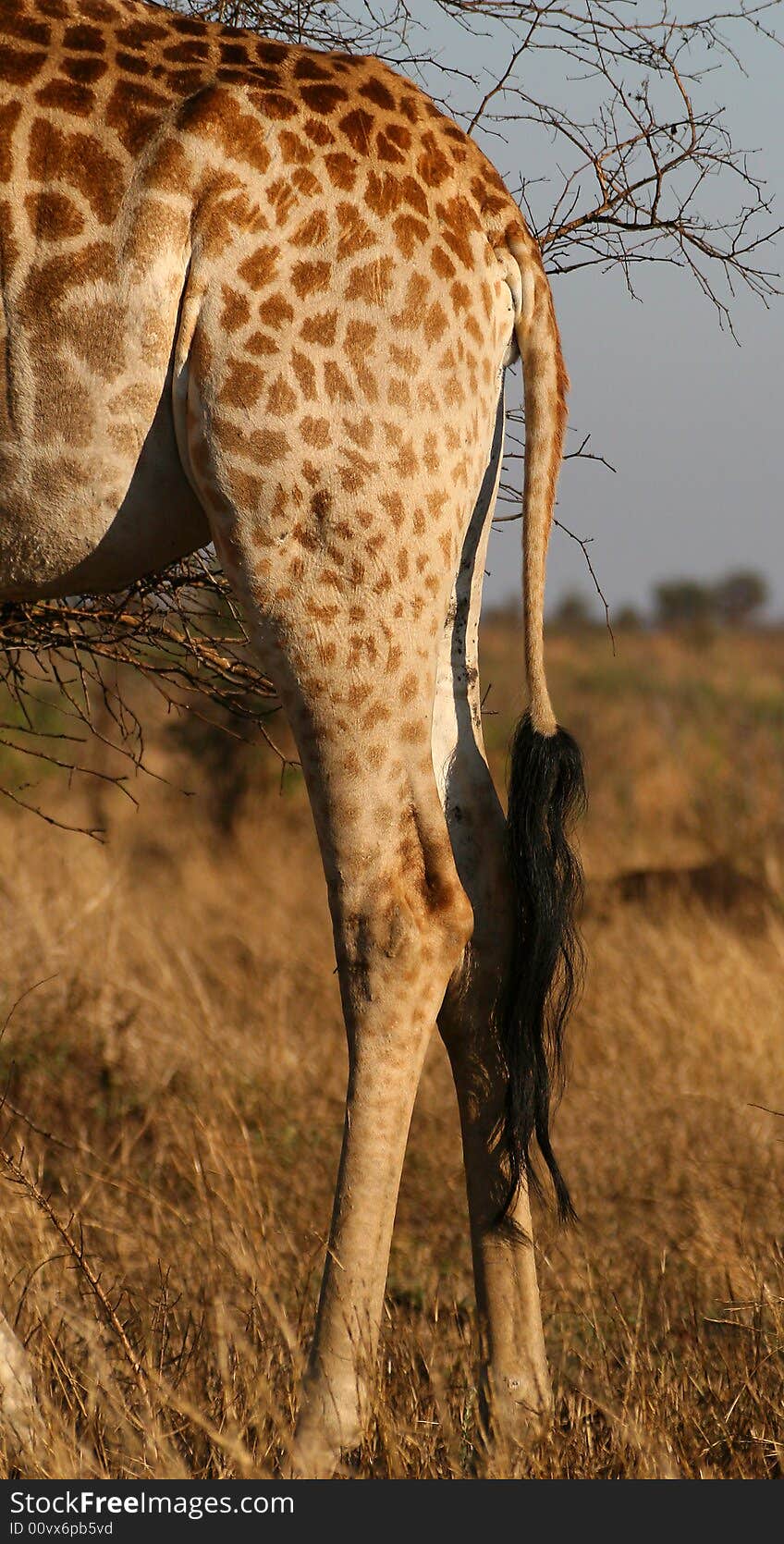 Giraffe taken near crocodile bridge rest camp in the kruger national park south africa