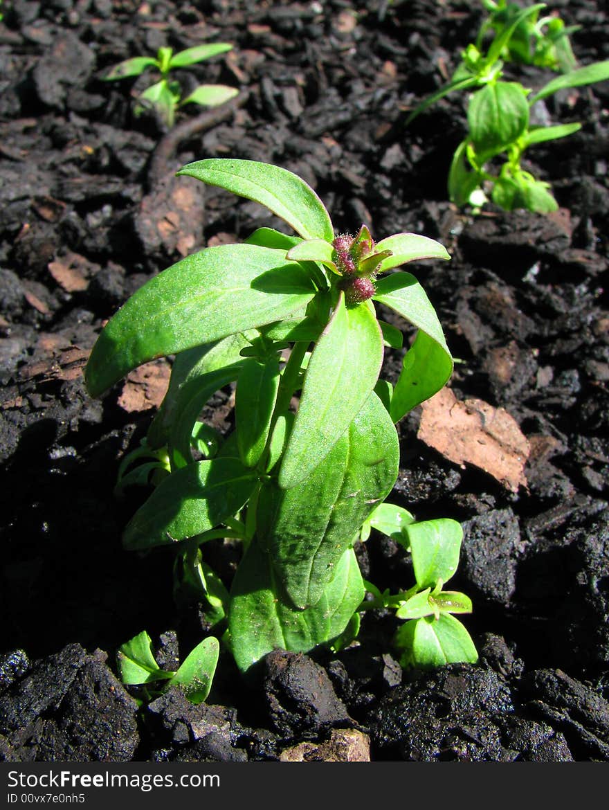 Close-up a new sprout