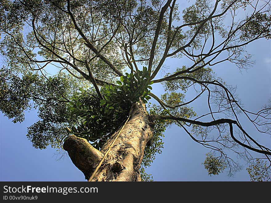 A shot looking towards the tree top. A shot looking towards the tree top