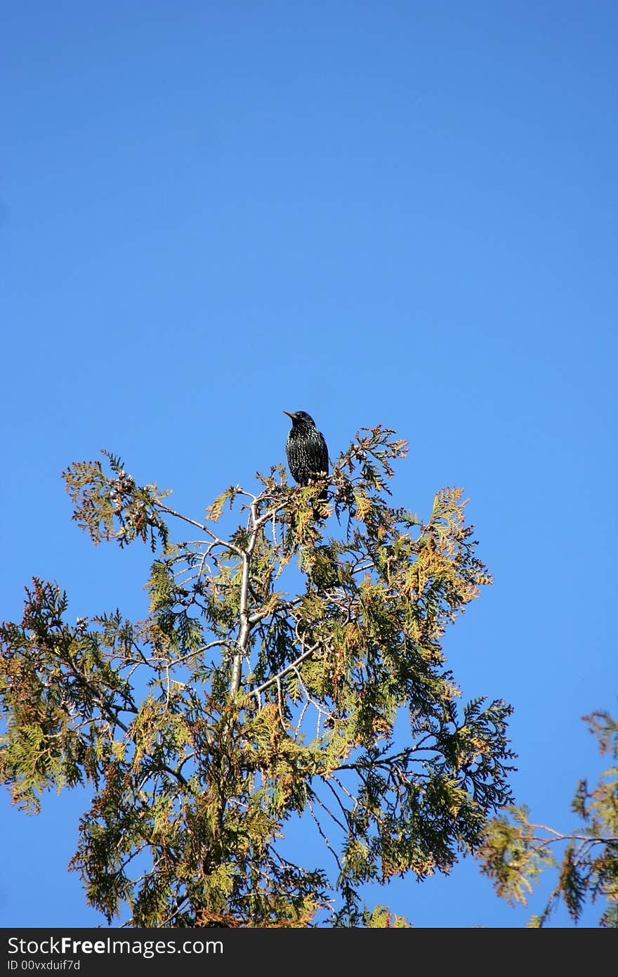 Starling