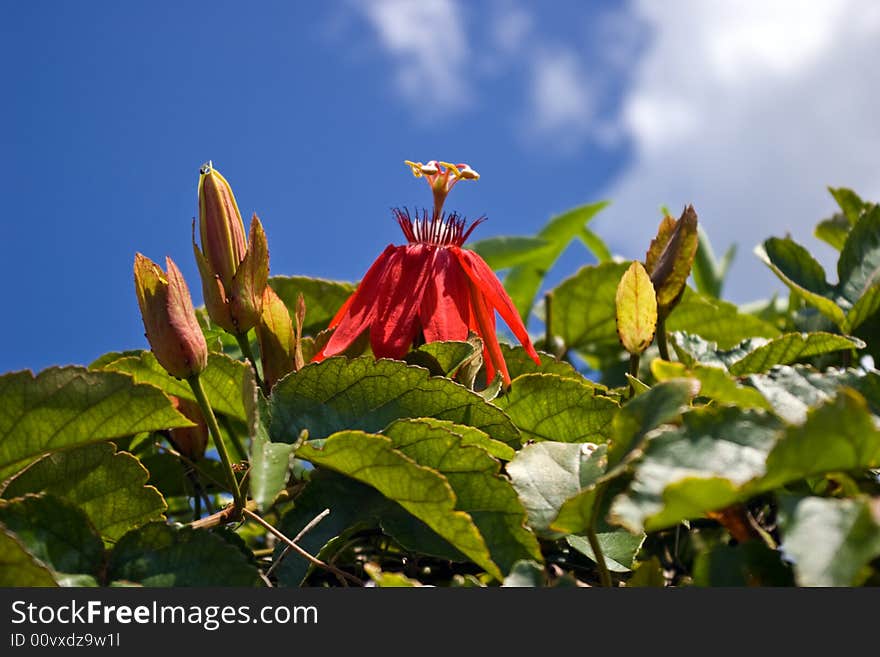 Red passion flower & bud against blue sky