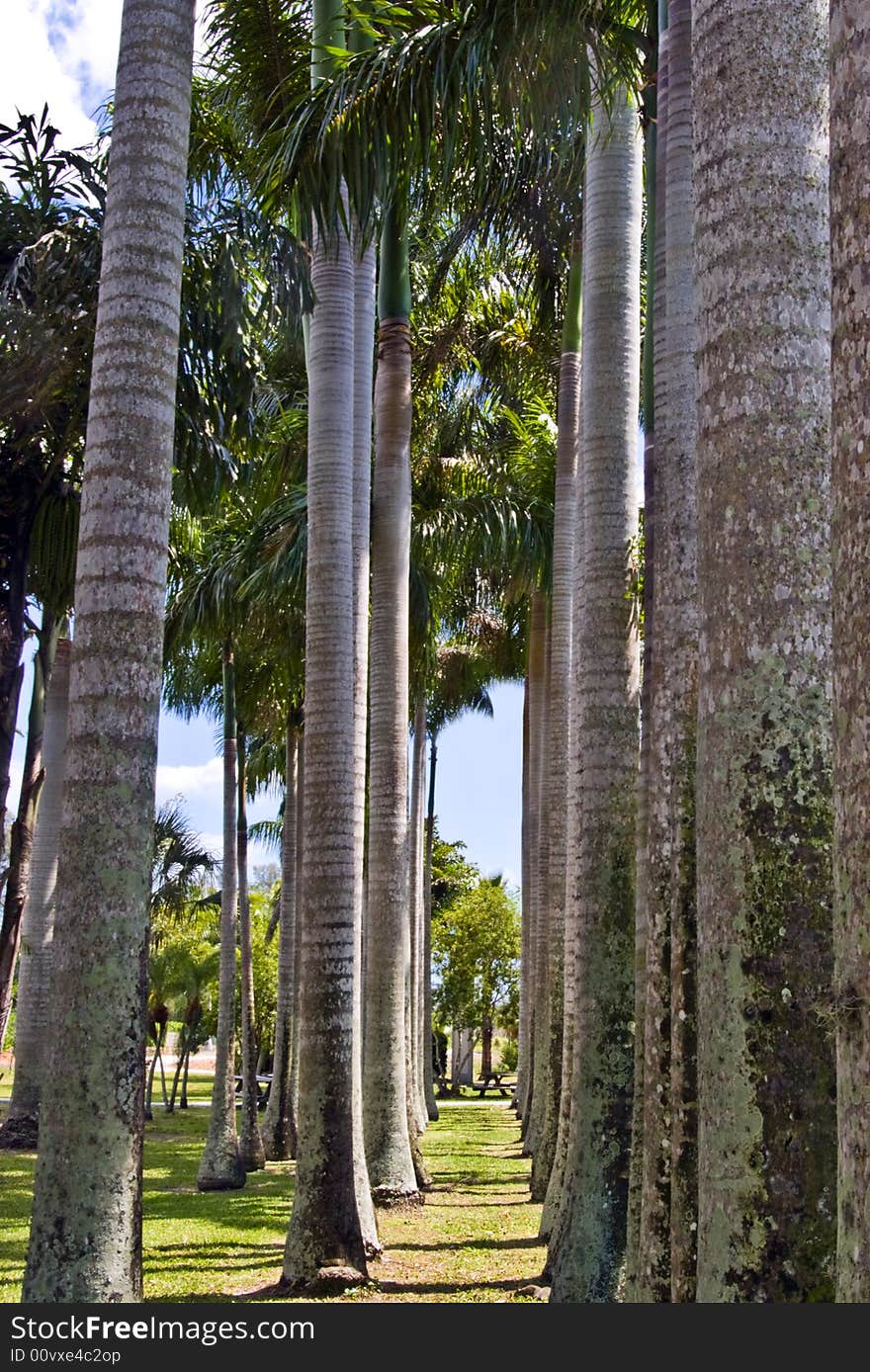 Row of Palms