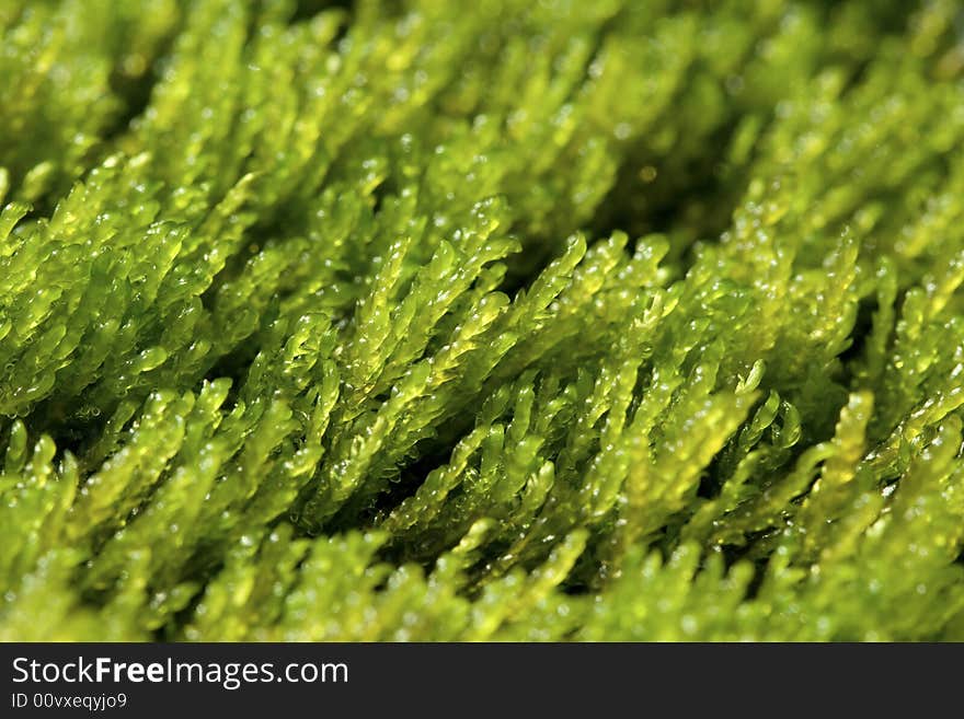 Green moss grows in the stream