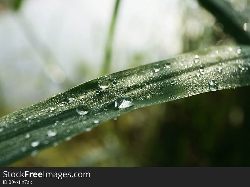 A green leaf with dew drops on it. Taken on an early morning.