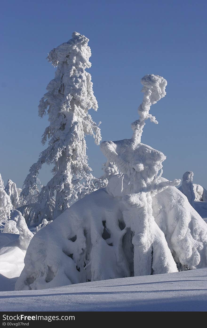 Showy trees in winter in Ural. Showy trees in winter in Ural