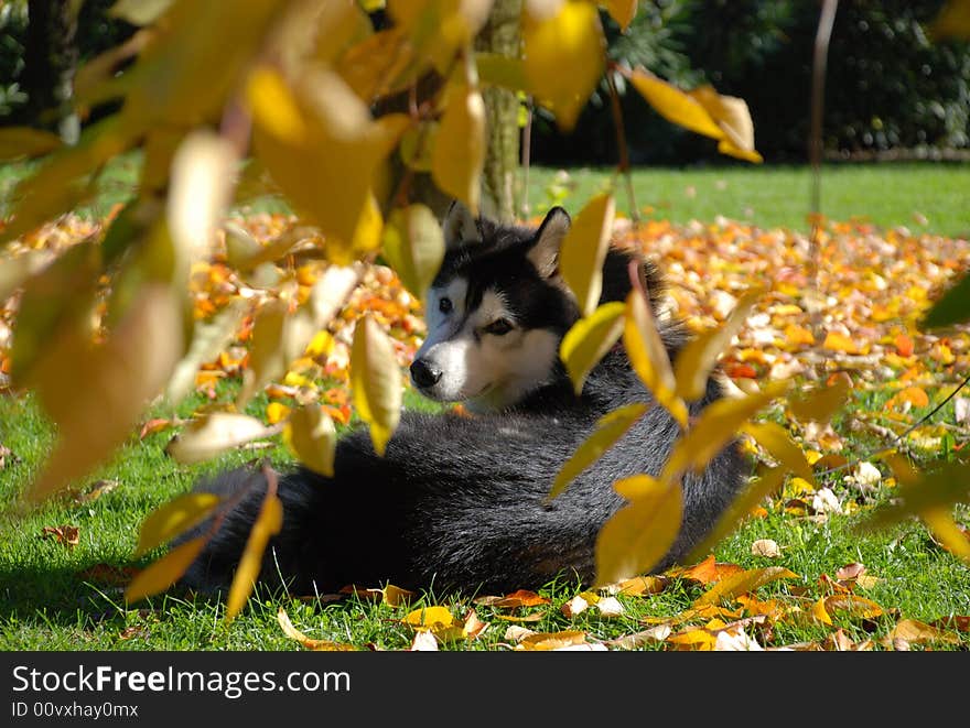 Siberian husky