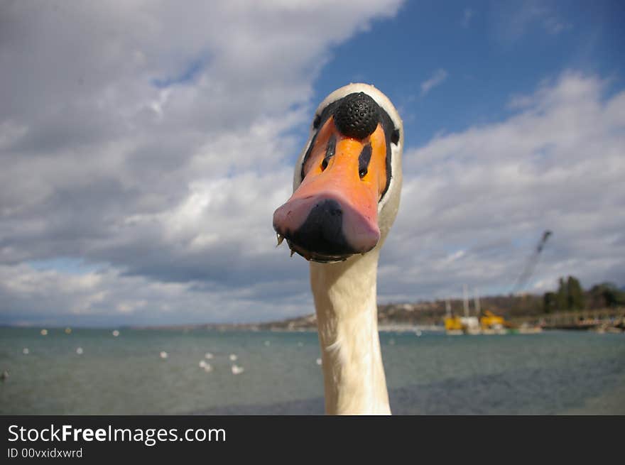 Bewildered Swan