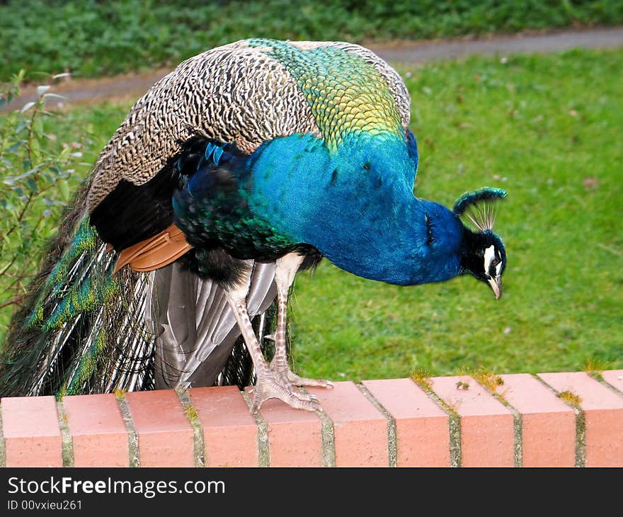 Brilliant male peacock