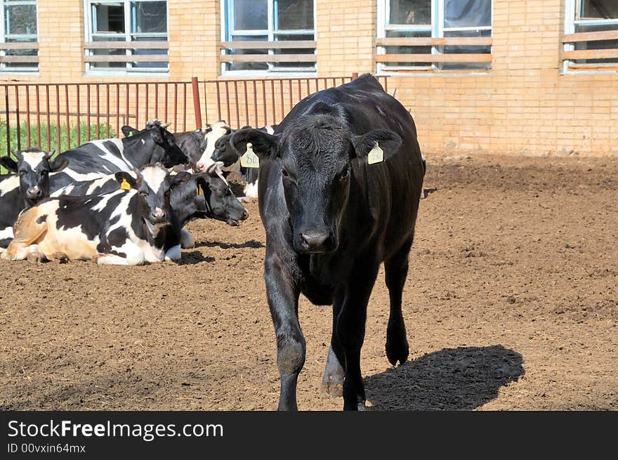 Black  curiosity heifer in farm. Black  curiosity heifer in farm