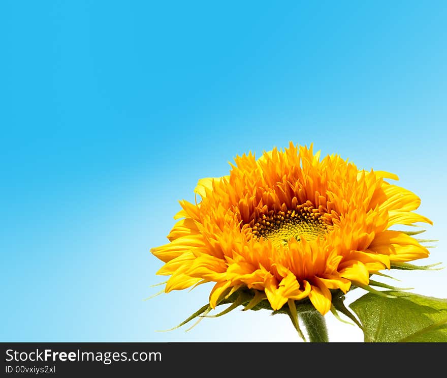 Sunflower isolated on blue sky