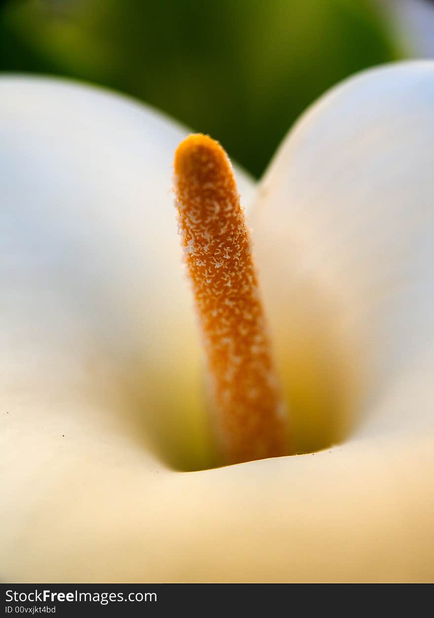 A macro shot of a white calla lily. A macro shot of a white calla lily.